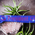 Customised Football Netball Any Sport Sashes - Image 8